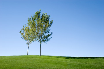 Fototapeta na wymiar Pair of trees on gren grass