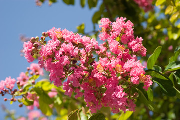Pink flowers blooming during Summer