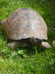 Fototapeta premium tortue