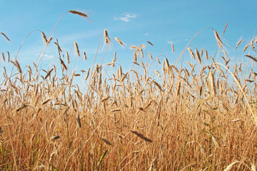 A wheat field against a blue sky.