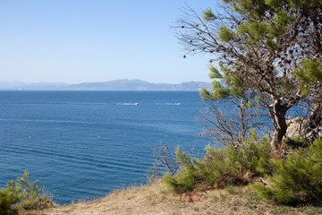 View over Sea tree on foreground