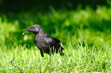 the bird on the grass