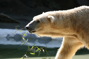 #2.Polar Bear.Close up