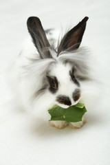 Small funny rabbit with leaf..