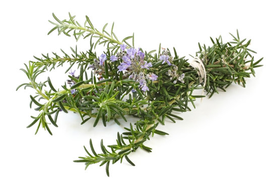 Bunch of flowering rosemary, tied with string.