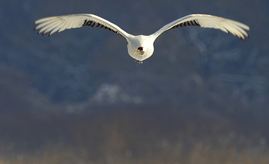 Red-crowned crane over the DMZ in Korea