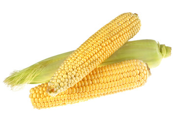 Corn vegetable ear raw on whithe background