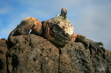 Marine Iguana
