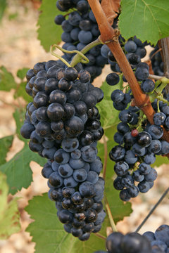 grappe de raisin