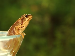 Portrait of frog climbing a glass