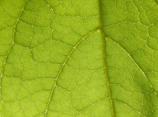 green leaf texture can be used as background