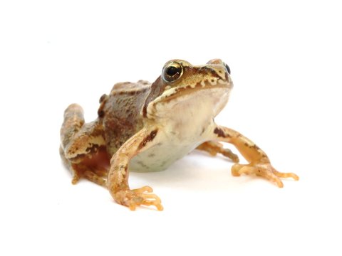 Young grass frog - Rana temporaria