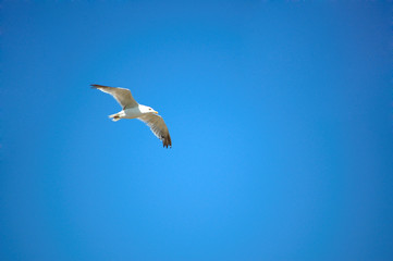 seagull live in the clouds spreading wings