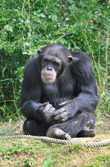 Chimpanzé