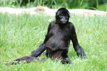 Singe 1