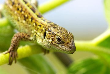 green lizard