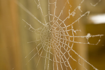 Web spider covered with snow