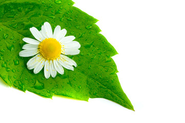 Camomile and leaves.
