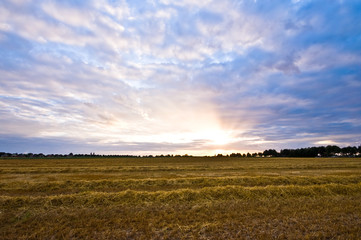 Fototapeta premium pastel sunset on a fresh mowed meadow