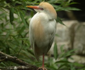 Small Tropical Bird