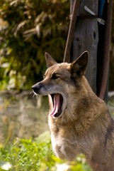 Fototapeta premium Dog