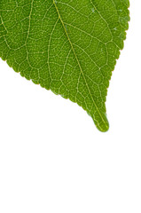 Green leaf. isolated on white
