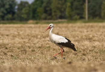 Storch