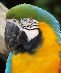 Bright Macaw Parrot upclose
