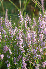Wildflower - heather blooming. Latin: Calluna vulgaris