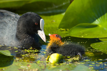coot with young