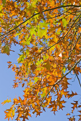 Colored fall in the forest