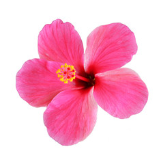 Hibiscus pink