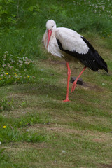 stork on the green lawn