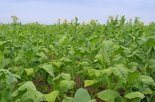 Virginischer Tabak - cultivated Tobacco 01