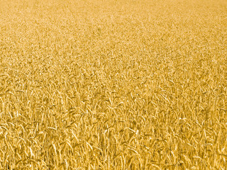 Wheat field