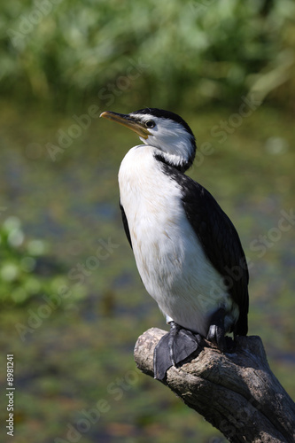 Oiseau Noir Et Blanc Stock Photo And Royalty Free Images On