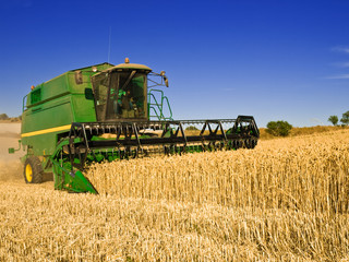 Fototapeta premium Combine harvesting a wheat field
