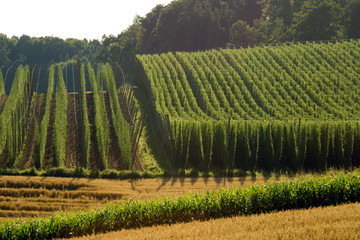 A field of hops in late summer, ready to be harvested. - 8982047