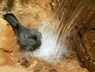 bird taking a bath