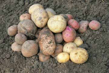Pile of potato on the ground.