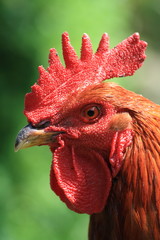 coq