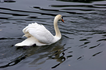 white mute swan swims across the lagoon