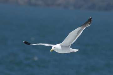 Fototapeta na wymiar Baker Beach Seagull 1