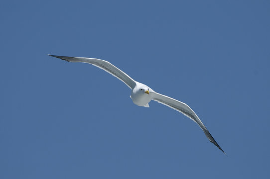 Baker Beach Seagull 2