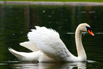white mute swan swims across the lagoon © Stephen Orsillo