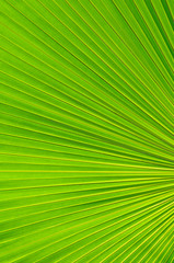 Obraz premium Texture background of palm leaf with backlighting