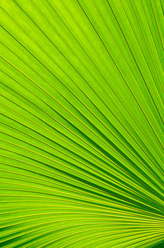 Fototapeta Texture background of palm leaf with backlighting