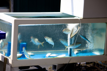 Fisch © Angelika Bentin