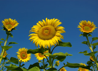 many yellow sunflowers in the fields on background of blue sky