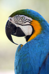 Bright Macaw